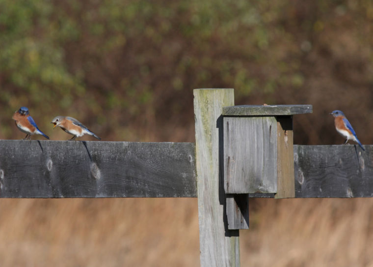 Bluebirds